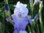 Iris 'Condottiere'