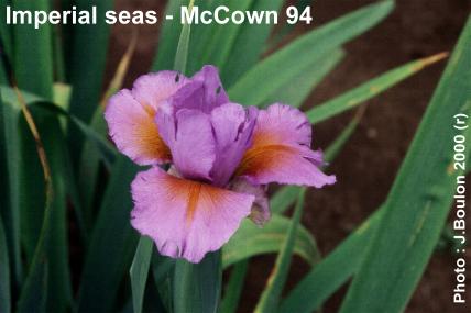 Iris spuria Imperial Seas