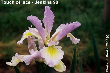 Iris spuria Touch of Lace