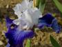 iris 'Ciel et Mer'