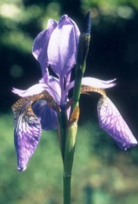 Iris siberica type