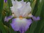 Iris 'Quiberon'