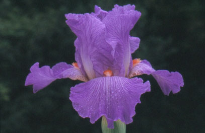 Iris 'Marie Kalfayan'