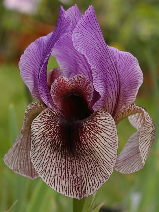 Iris Dardanus