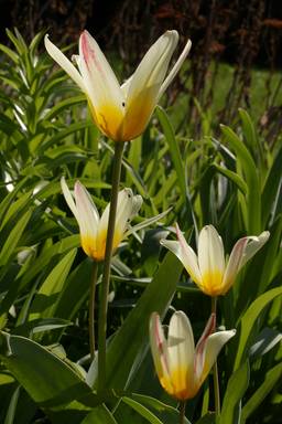 Fleurs de tulipe de kaufmann