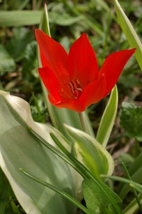 Tulipa praestans Unicum