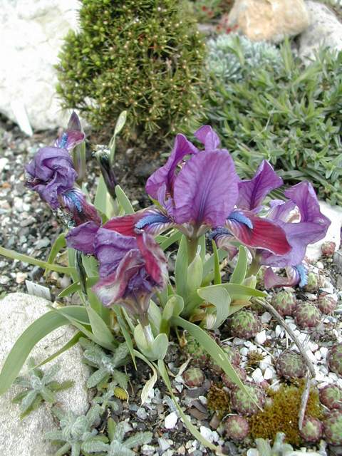 Iris pumila ssp attica