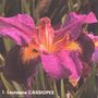 iris 'Cassiopee'